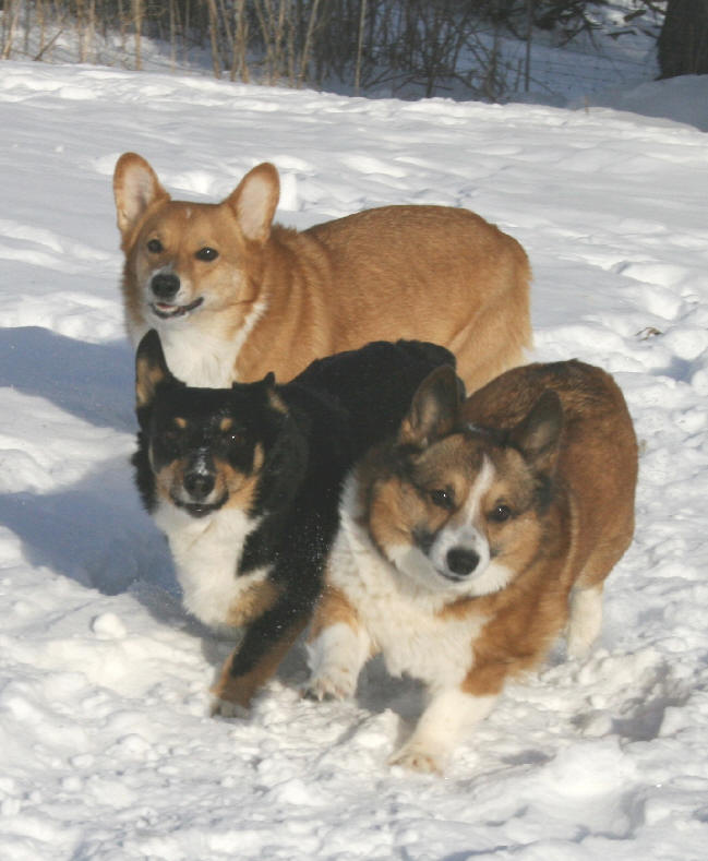 Black Corgi