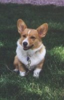 Corgi Reference Photos