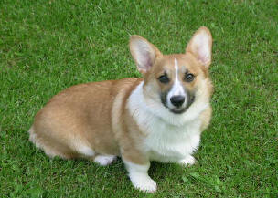 Corgi Reference Photos